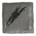 彗星 石目6.0正角皿