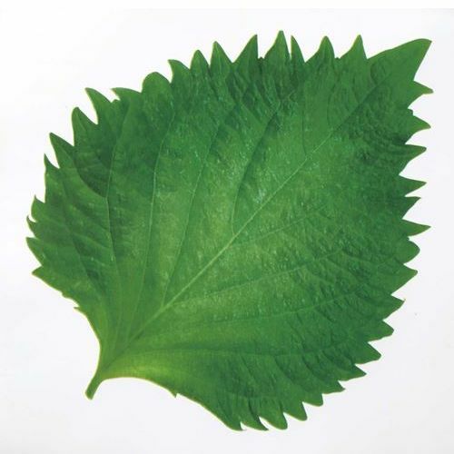 ミリオンフィルムシート(1000枚入)大葉型