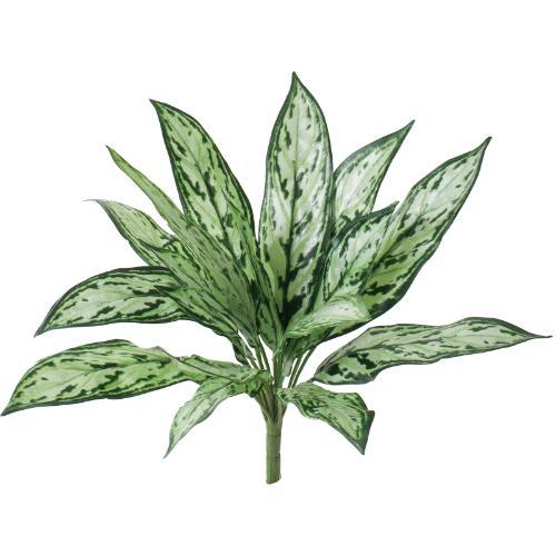 GL-5369 アグラオネマブッシュ/全長25cm 幅20cm