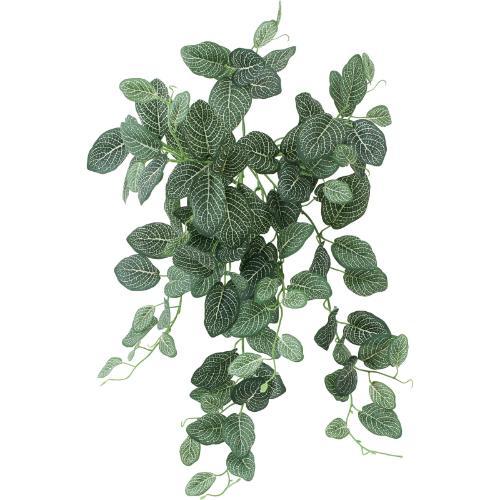 GL-5375 ボウエンUVフィトニアブッシュ/全長55cm 葉長4～7cm