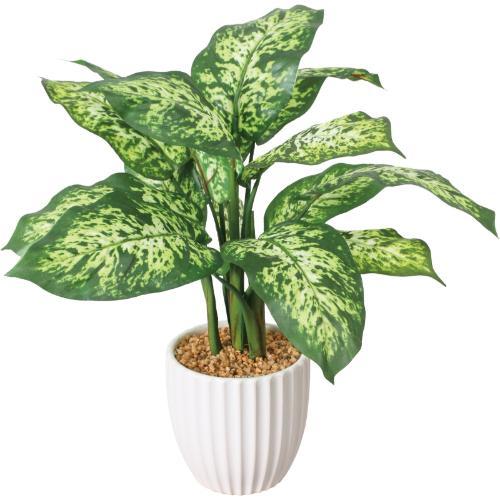 GLA-1565 デフェンバキアポット/全長52cm 幅42cm 鉢φ14.5cm×H14.5cm