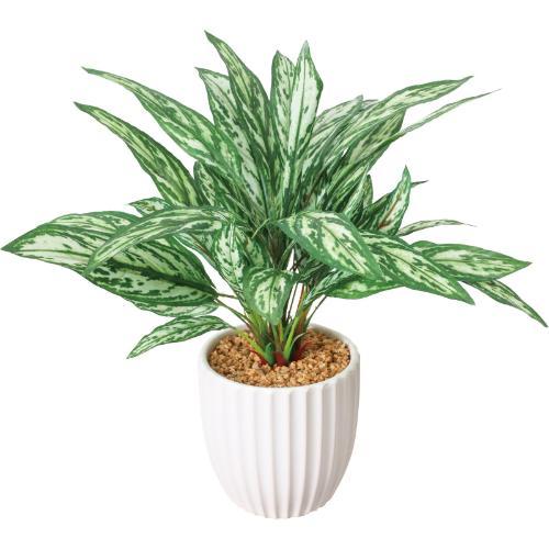 GLA-1566 アグラオネマポット/全長45cm 幅45cm 鉢φ14.5cm×H14.6cm