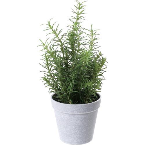 GLA-1567 ローズマリーポット/全長34cm 幅24cm 鉢φ11cm×H10cm