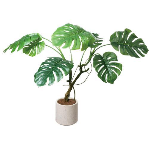 GLA-1582 モンステラポット/全長110cm 幅130cm 鉢φ22cm×H28cm