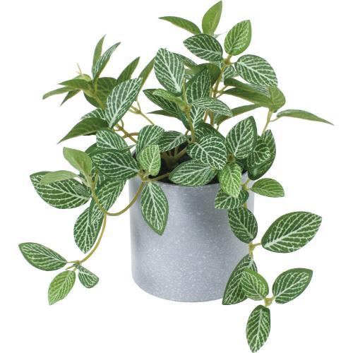 GLA-1588 フィトニアポット/全長15cm 幅24cm 鉢φ7.5cm×H8cm