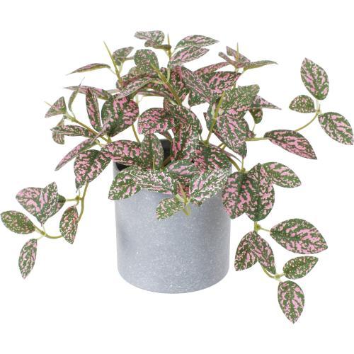 GLA-1589 ヒポエステスポット/全長15cm 幅24cm 鉢φ7.5cm×H8cm