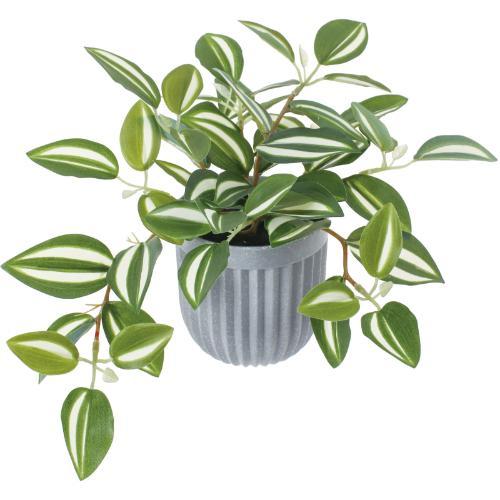 GLA-1590 ワンダリングジューポット/全長20cm 幅33cm 鉢φ9.5cm×H9.5cm