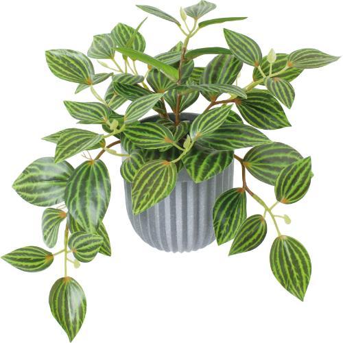 GLA-1591 ペペロミアポット/全長19cm 幅33cm 鉢φ9.5cm×H9.5cm