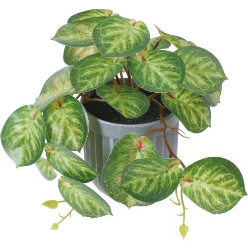 GLA-1592 カラテアポット/全長17cm 幅30cm 鉢φ9.5cm×H9.5cm