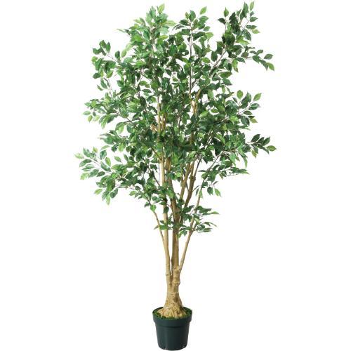 GLP-1548 210cmベンジャミンフィカス/全長210cm 幅100cm 鉢φ14.5cm×H14.7cm