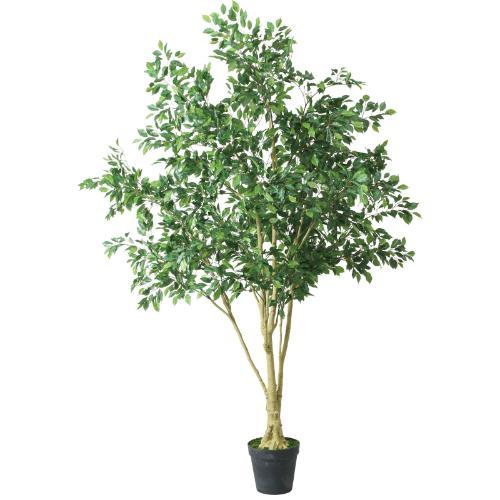 GLP-1549 250cmベンジャミンフィカス/全長250cm 幅190cm 鉢φ14.5cm×H14.7cm