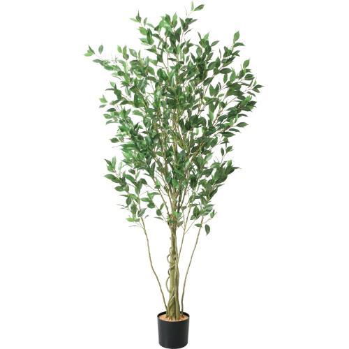 GLP-1551 フィカスシャングリア/全長180cm 幅70cm 鉢φ14.5cm×H14.7cm