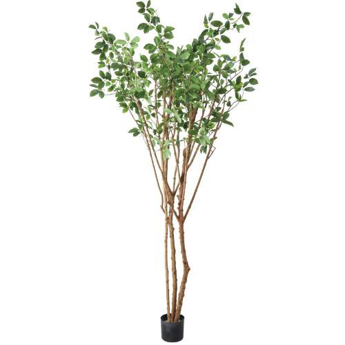 GLP-1554 220cmガジュマルツリー/全長220cm 幅125cm 鉢φ17cm H14cm