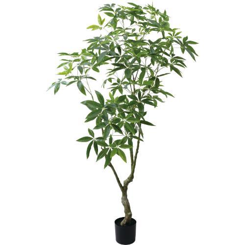 GLP-1567 210cmパキラツリー/全長210cm 幅80cm 鉢φ20cm×H17cm