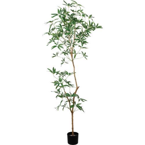 GLP-1568 180cmシェフレラアンガスティフォリア/全長180cm 幅65cm 鉢φ15cm×H12cm