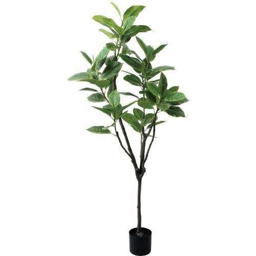 GLP-1569 150cmフィカスアルテシマ/全長150cm 幅75cm 鉢φ14.5cm×H12.5cm