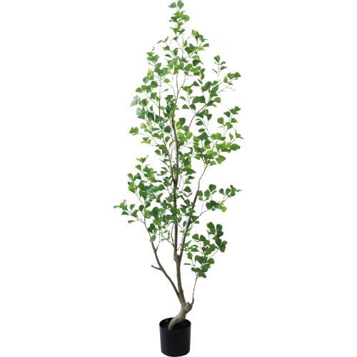 GLP-1570 180cmフィカストライアンギュラス/全長180cm 幅60cm 鉢φ17cm×H15cm