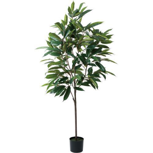 GLP-1572 180cmショウナンゴム/全長180cm 幅100cm 鉢φ17cm×H14.5cm