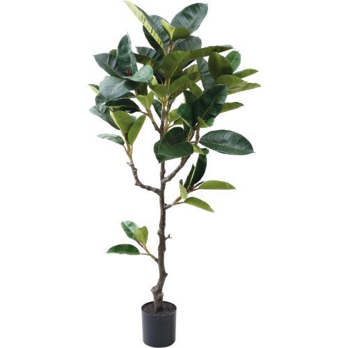 GLP-1573 180cmゴムノキ/全長180cm 幅90cm 鉢φ20cm×H17cm