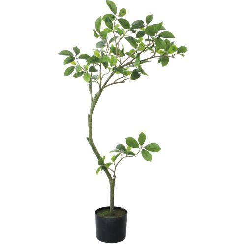 GLP-1574 110cmガジュマル/全長110cm 幅60cm 鉢φ15cm×H12.5cm