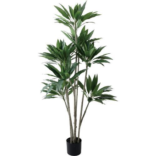 GLP-1575 190cmドラセナストリクタ/全長190cm 幅85cm 鉢φ19cm×H15.5cm