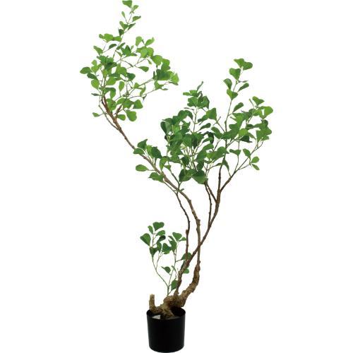 GLP-1578 125cmフィカストライアンギュラス/全長125cm 幅95cm 鉢φ12cm×H11.5cm