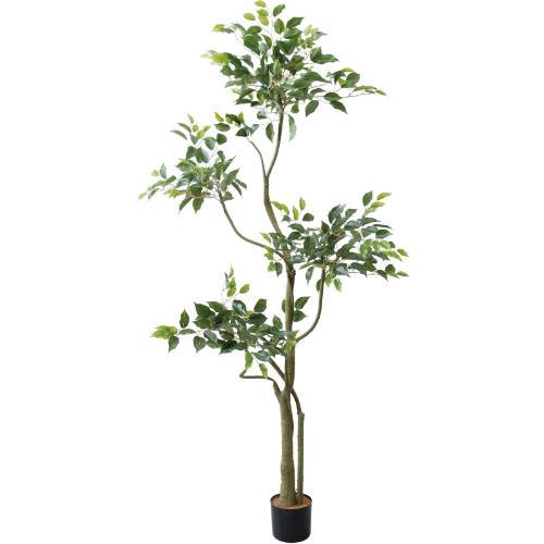 GLP-1580 180cmベンジャミンツリー/全長180cm 幅80cm 鉢φ13cm×H12cm