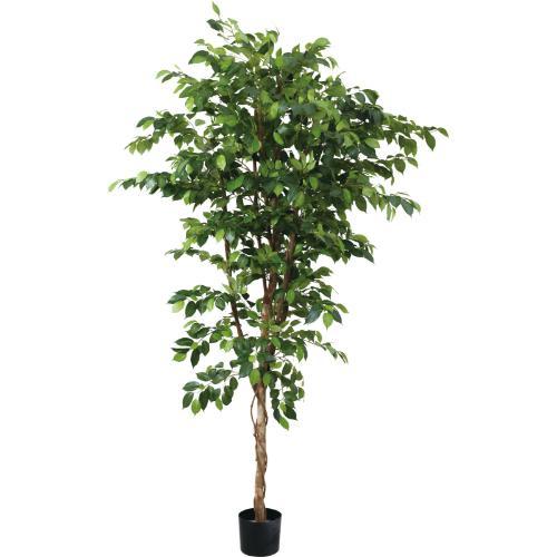 GLP-1581 210cmベンジャミン/全長210cm 幅120cm 鉢φ17cm×H14.5cm