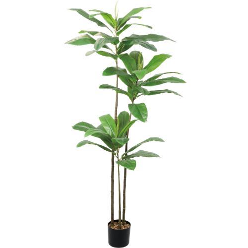 GLP-1590 180cmエレファントアップル/全長180cm 幅70cm(鉢φ17cm×14.5cm)/送料別途見積