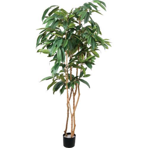 GLP-1591 180cmショウナンゴム/全長180cm 幅118cm(鉢φ16cm×12.5cm)/送料別途見積