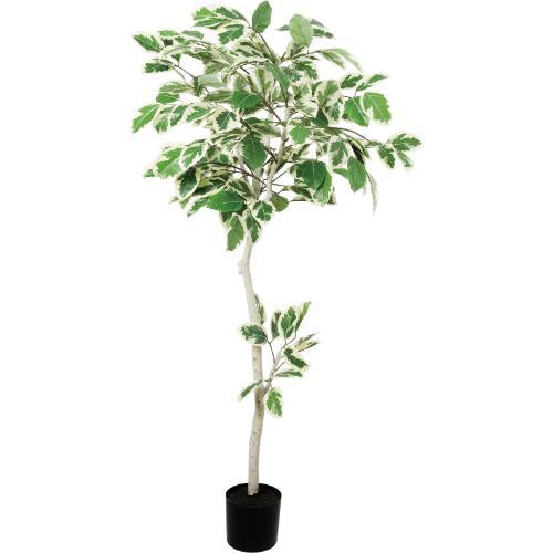 GLP-1595 160cmフィカスアルテシマ/全長210cm 幅90cm(鉢φ17cm×15cm)/送料別途見積