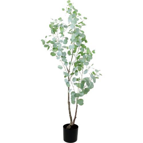GLP-1598 170cmユーカリ/全長170cm 幅85cm(鉢φ18.5cm×17.5cm)/送料別途見積