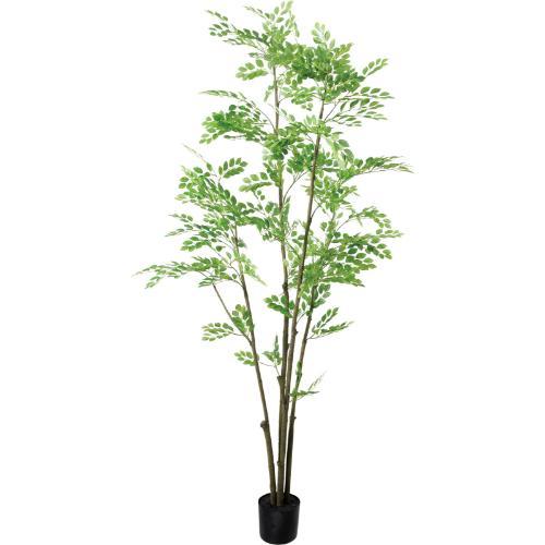 GLP-1599 210cmトネリコ/全長210cm 幅90cm(鉢φ17cm×14.5cm)/送料別途見積
