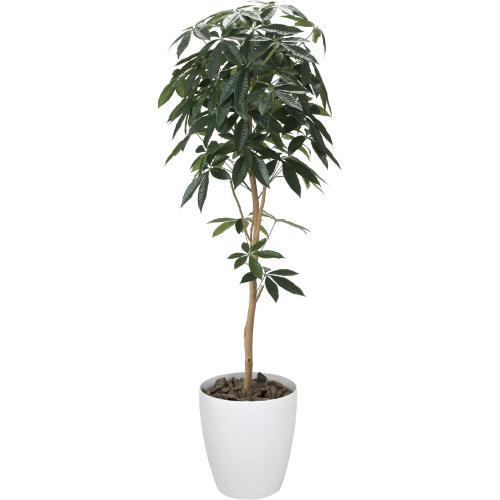 GLPA-039 デザインパキラ1.6m/全長160cm 幅65cm 奥行60cm 鉢φ30cm×H30.5cm