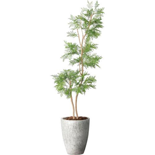 GLPA-082 エバーフレッシュ1.8m/全長180cm 幅90cm 奥行50cm 鉢φ36.5cm×H45cm