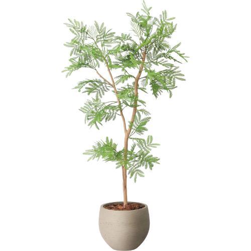 GLPA-083 エバーフレッシュ1.0m/全長100cm 幅50cm 奥行50cm 鉢φ25cm×H21cm