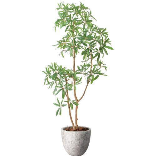 GLPA-084 シェフレラ1.6m/全長160cm 幅75cm 奥行60cm 鉢φ33cm×H29cm