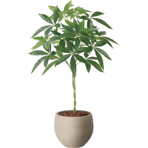 GLPA-092 ナチュラルパキラ90cm/全長90cm 幅60cm 奥行60cm 鉢φ25cm×H21cm