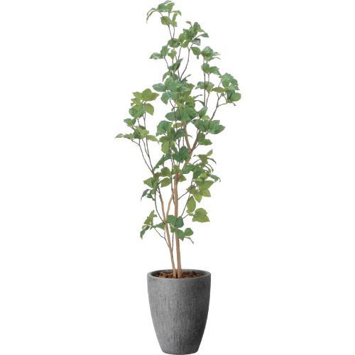 GLPA-097 サラサドウダン 1.7m/全長170cm 幅50cm 奥行50cm