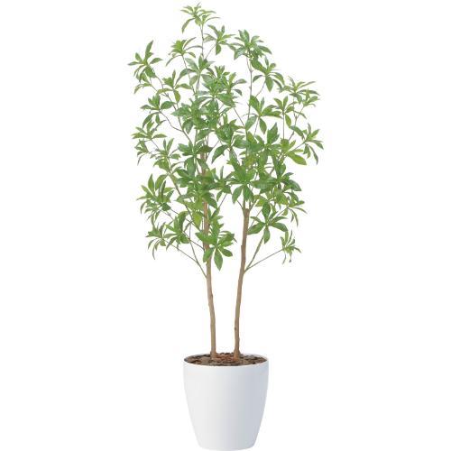 GLPA-098 フレッシュアセビ 1.5m/全長150cm 幅70cm 奥行40cm