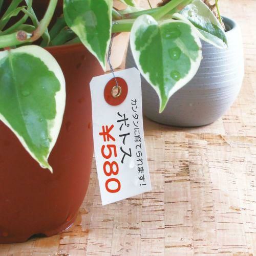 耐水紙荷札 豆/2000枚×1箱