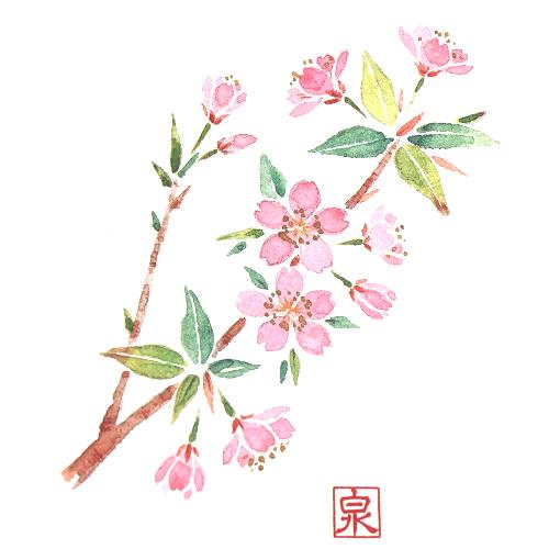 敷紙 尺3寸長手和紙敷マット(100枚単位)桜(3月～4月)