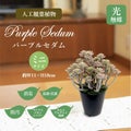 人工観葉植物 パープルセダム ミニサイズ/業務用/新品