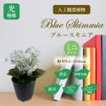 人工観葉植物 ブルースキニア ミニサイズ/業務用/新品