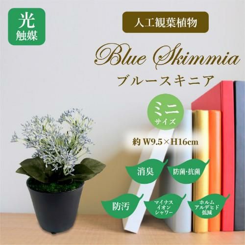 人工観葉植物 ブルースキニア ミニサイズ/業務用/新品