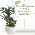 人工観葉植物 ユッカ寄植え Sサイズ/業務用/新品