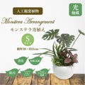 人工観葉植物 モンステラ寄植え Sサイズ/業務用/新品