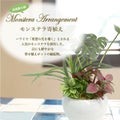 人工観葉植物 モンステラ寄植え Sサイズ/業務用/新品