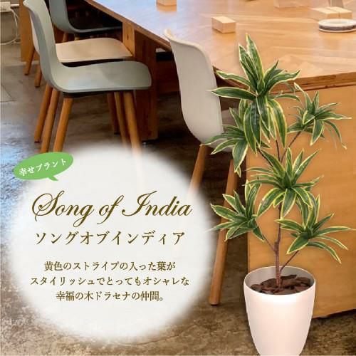 人工観葉植物 ソングオブインディア Mサイズ/業務用/新品/送料無料