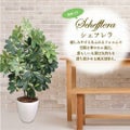 人工観葉植物 シェフレラ Lサイズ/業務用/新品/送料無料